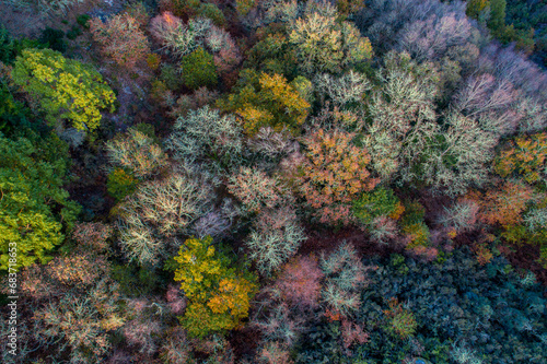 drone aerial view of an autumn deciduous forest