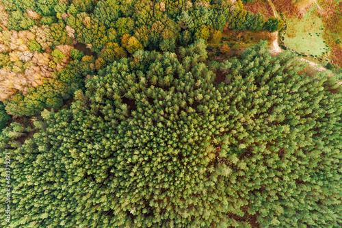drone aerial view of an autumn forest