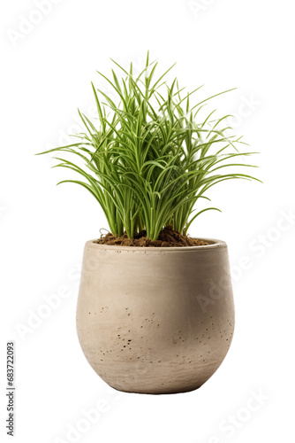 Plant in a pot isolated on a transparent white background