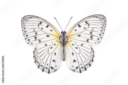 Beautiful butterfly in full body close-up portrait, flying butterfly med transparent background 