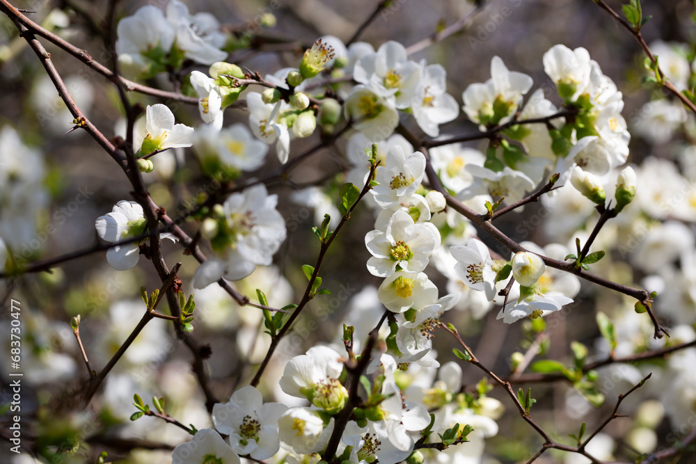 Close up many delicate white blossoms of white Chaenomeles japonica shrub, Chaenomeles vilmoriniana hort.cv. Afterglow Close up many delicate white blossoms of white Chaenomeles japonica shrub, Chaenomeles vilmoriniana hort.cv. Afterglow