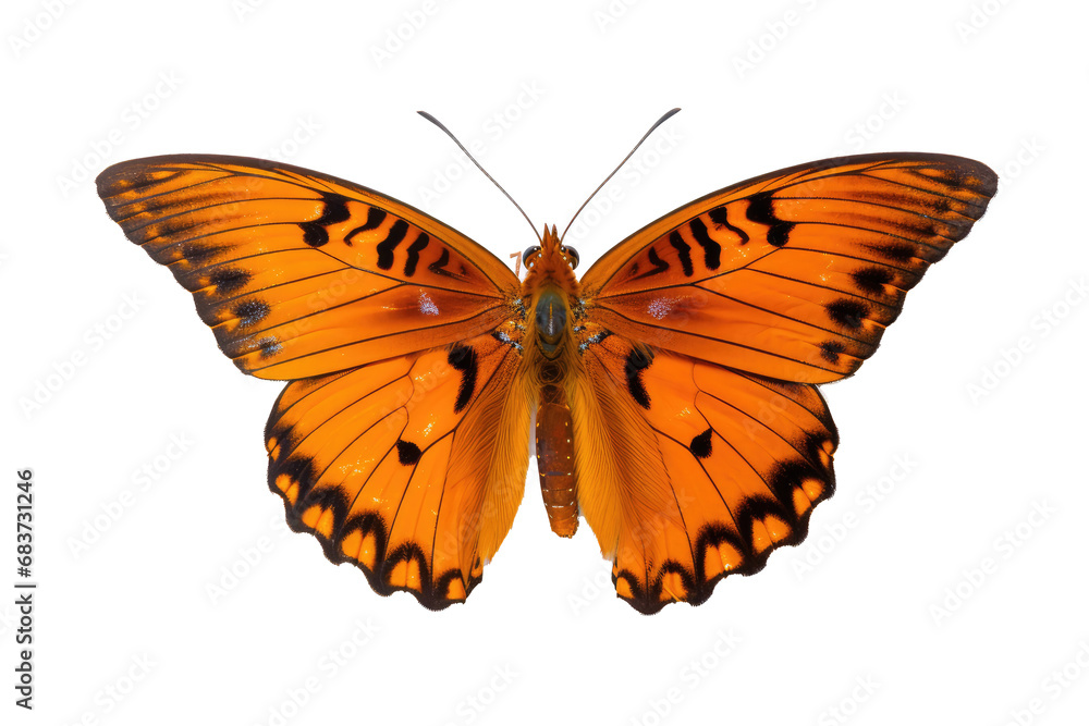 Beautiful butterfly in full body close-up portrait, flying butterfly med transparent background Beautiful butterfly in full body close-up portrait, flying butterfly med transparent background