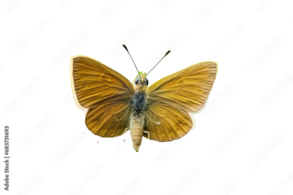 Beautiful butterfly in full body close-up portrait, flying butterfly med transparent background Beautiful butterfly in full body close-up portrait, flying butterfly med transparent background