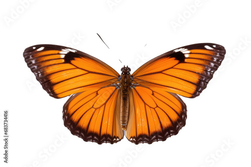 Vakker sommerfugl i nærbildeportrett av hele kroppen, flygende sommerfugl med gjennomsiktig bakgrunn  © Tor Gilje
