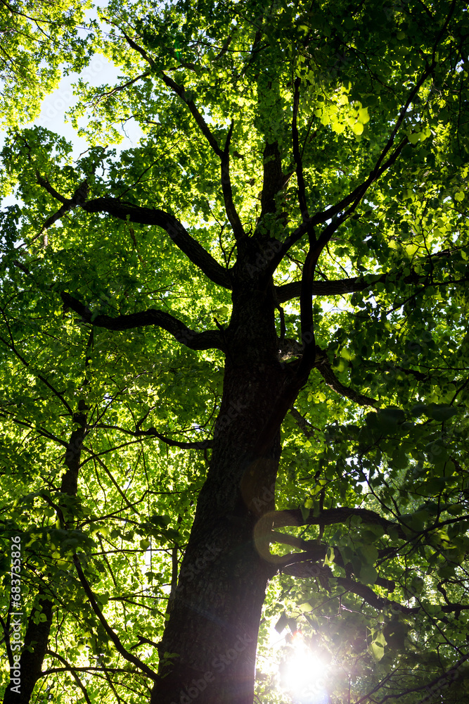 Bottom up view of tall trees in the forest Bottom up view of tall trees in the forest
