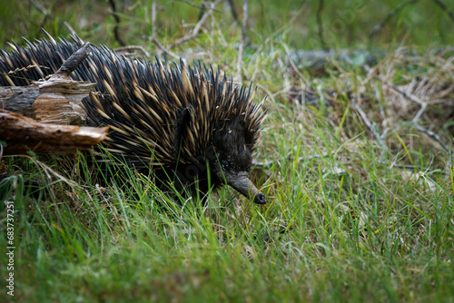 Tachyglossus aculeatus - Short-beaked Echidna in the Australian bush, known as spiny anteaters, family Tachyglossidae in the monotreme order of egg-laying mammals, Carnarvon NP, Australia
