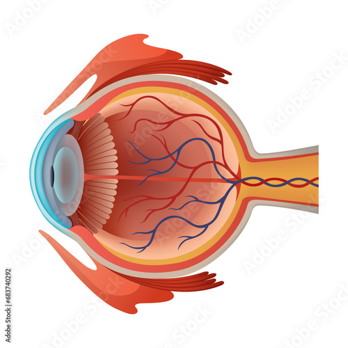 Human eye anatomy infographics with inside structure realistic vector poster illustration