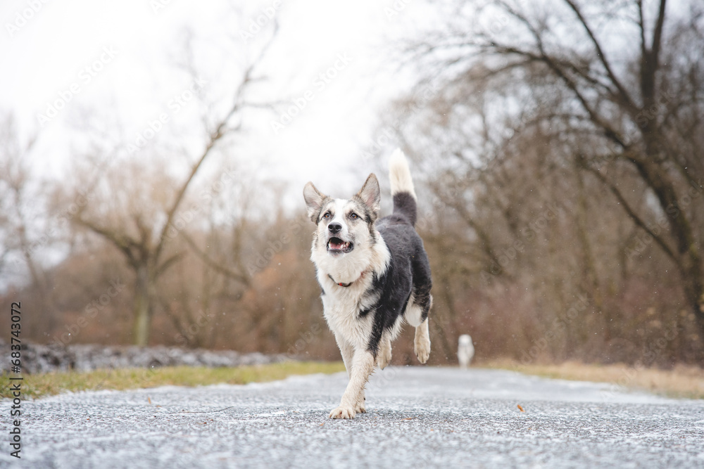 Black and white hybrid husky-malamute running through meadow. Different expressions of the dog. Freedom for pet