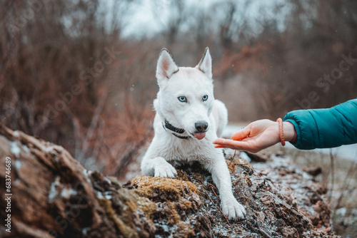 White Siberian husky princess resting on a big fallen tree and posing for the camera. Smile of female dog from nice weather. Ostrava  Czech Republic