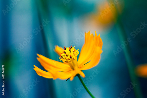 Fototapeta Naklejka Na Ścianę i Meble -  flowers by the farmer's fence, yellow and red flowers are so beautiful, like a young girl
Close-up of flowers blooming in field, Full frame shot of daisy flowers in park, inspiration and nature.
Yello