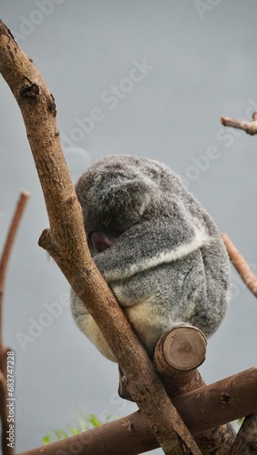 sleeping koala bear zoo in taipei Taiwan, animal australia