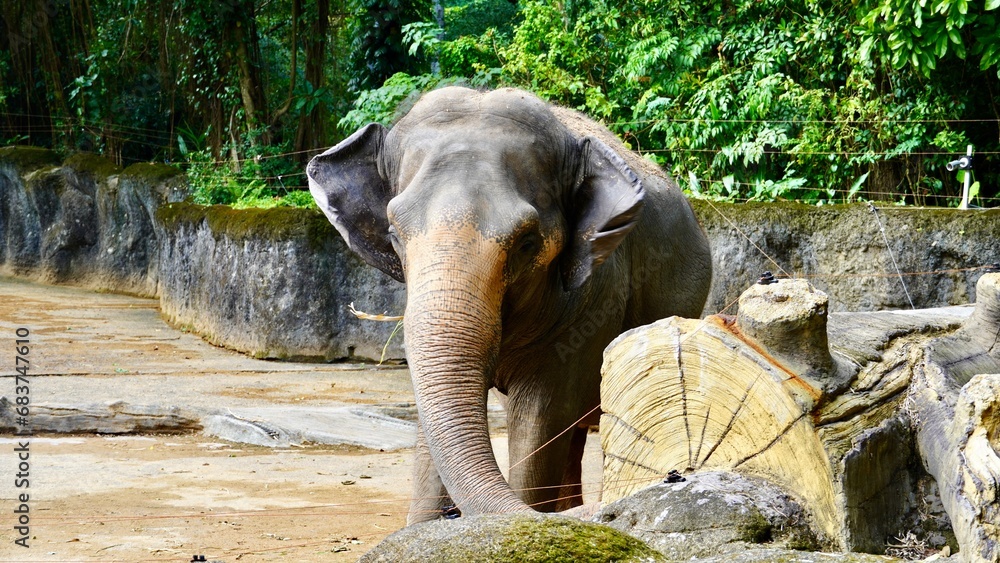 Słoń w zoo, zwierze - obrazy, fototapety, plakaty 
