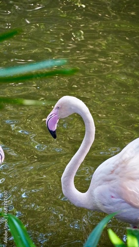 Flaming w Taipei Zoo, ptaki flamingi