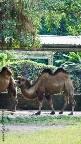 Bactrian camel in the Taipei Zoo  safari and wild animals
