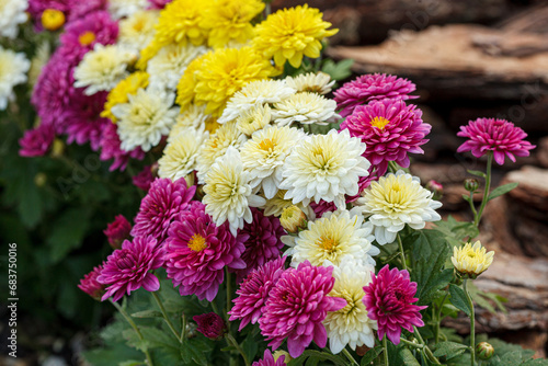 Beautiful chrysanthemum bushes yellow, red, white, pink, red colors