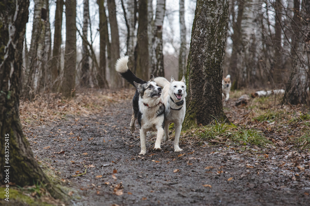 Two Siberian husky brothers running along a forest path. Competitive dogs running a race. Ostrava, Czech republic, central Europe