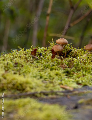 Mushrooms on the mossy forest floor