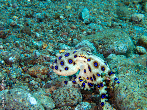 Blue ring octopus 