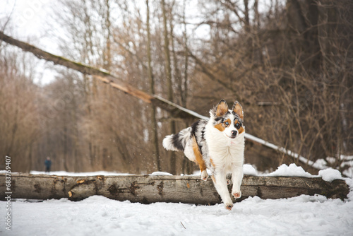 Fototapeta Naklejka Na Ścianę i Meble -  Pure happiness of an Australian Shepherd puppy jumping over a fallen tree in a snowy forest during December in the Czech Republic. Close-up of a dog jumping