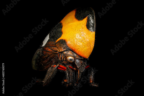 Phyllotropis Cicadomorpha Treehopper. Macro photography of an cicadas insect isolated on black background. photo