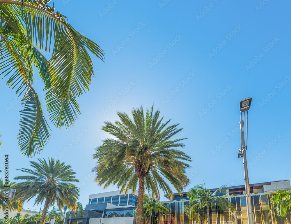 Fototapeta premium Palm trees in Beverly Hills