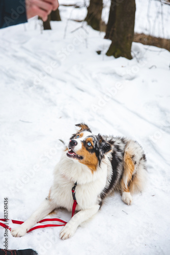 Owner throws treats to his four-legged best friend Australian Shepherd during an icy winter. The happiness of food © Fauren