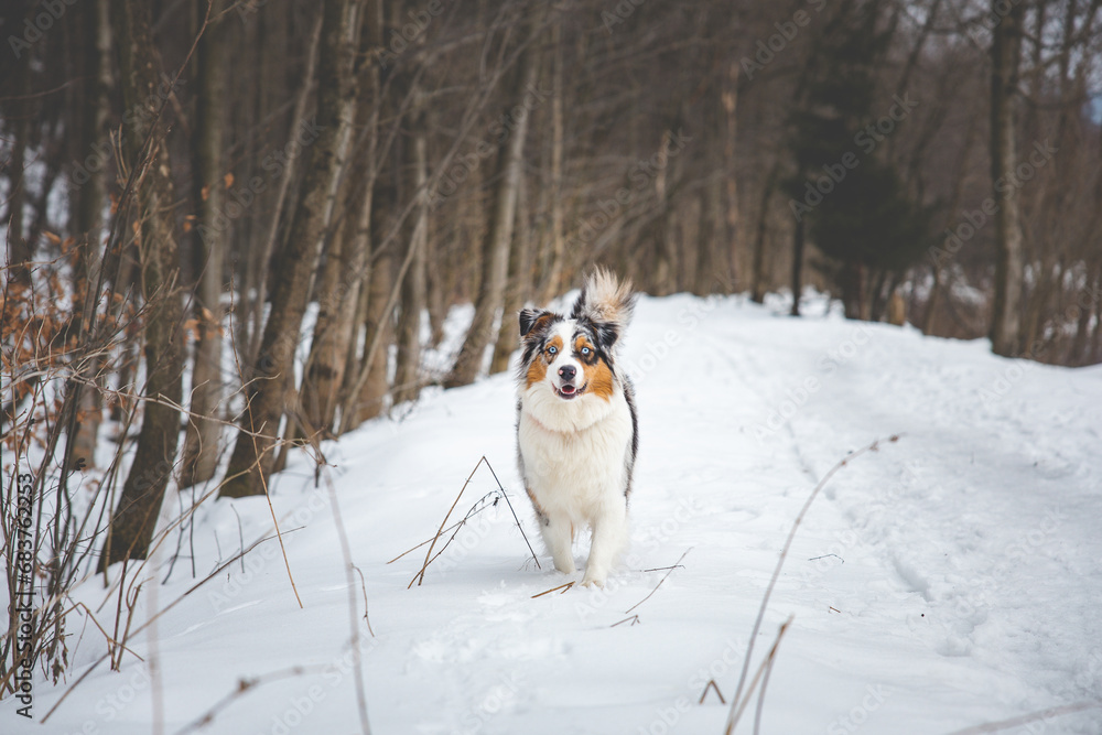 Portrait of Australian Shepherd puppy walking in snow in Beskydy mountains, Czech Republic. Dog's view into the camera Portrait of Australian Shepherd puppy walking in snow in Beskydy mountains, Czech Republic. Dog's view into the camera