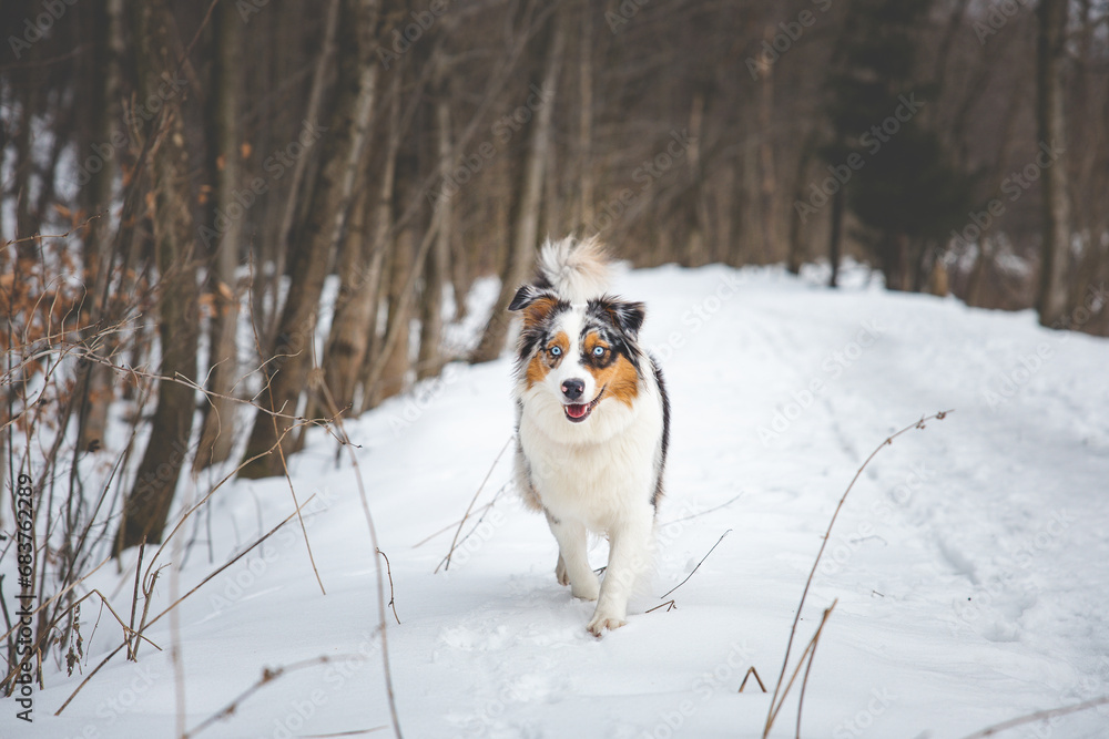 Portrait of Australian Shepherd puppy walking in snow in Beskydy mountains, Czech Republic. Dog's view into the camera Portrait of Australian Shepherd puppy walking in snow in Beskydy mountains, Czech Republic. Dog's view into the camera