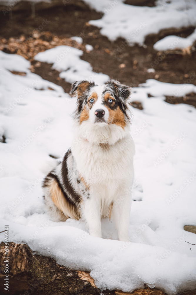 Portrait of an Australian Shepherd puppy sitting in the snow in Beskydy mountains, Czech Republic. View of dog on his owner and politely waiting Portrait of an Australian Shepherd puppy sitting in the snow in Beskydy mountains, Czech Republic. View of dog on his owner and politely waiting