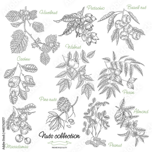 Nut plants collection. Hand drawn Hazelnut, Almond, Pistachio, Macadamia, Brazil nut, Cashew, Walnut, Peanut, Pine nuts, Pecan branches. Vector illustration black and white.
