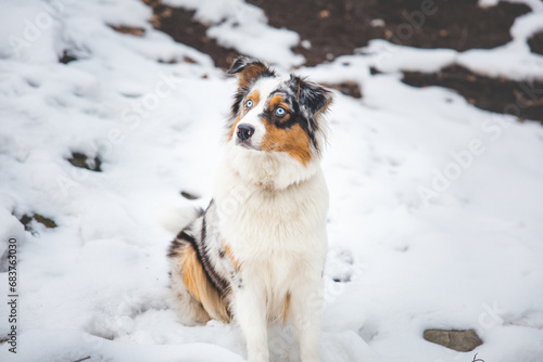 Portrait of an Australian Shepherd puppy sitting in the snow in Beskydy mountains, Czech Republic. View of dog on his owner and politely waiting