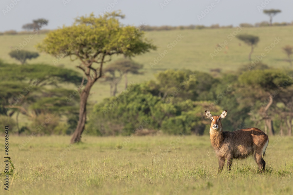 Fototapeta premium Female common waterbuck ( Kobus Ellipsiprymnus) looking at the camera, Mara Naboisho Conservancy, Kenya.