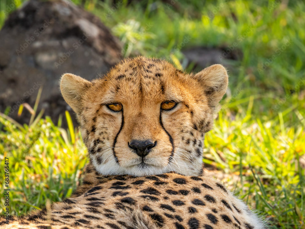 Head of a female cheetah ( Acinonyx Jubatus), Mara Naboisho Conservancy, Kenya. Head of a female cheetah ( Acinonyx Jubatus), Mara Naboisho Conservancy, Kenya.