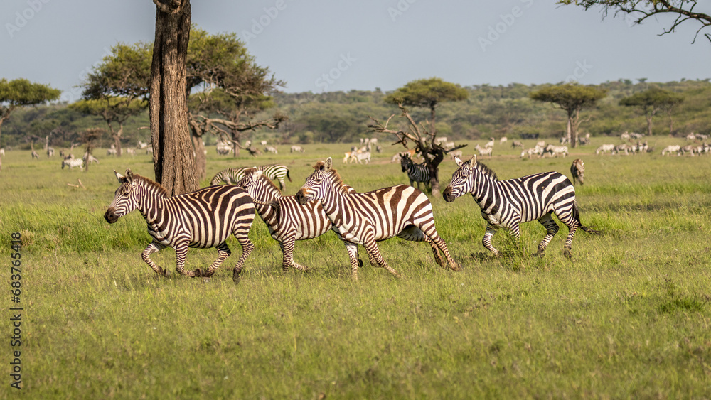 Naklejka premium A herd of plains zebras (Equus quagga), a stallion chasing a female, Mara Naboisho Conservancy, Kenya.