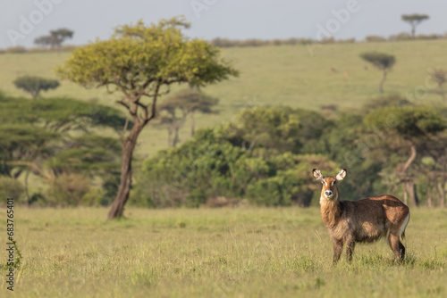 Female defassa waterbuck ( Kobus ellipsiprymnus defassa) looking at the camera, Mara Naboisho Conservancy, Kenya. photo