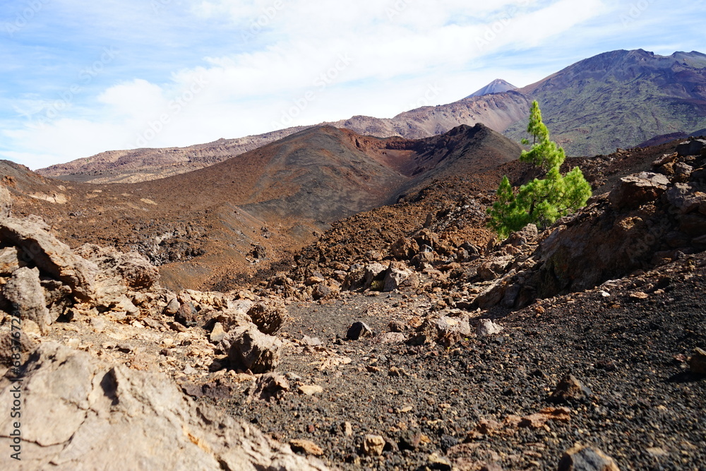 Lonely tree on the Teide volcano, Tenerife, Canaries, Spain