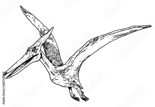 Pteranodon vector illustration