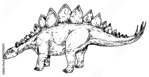 Stegosaurus vector illustration