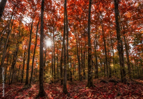 Crimson Canopy: Alabama's Talladega National Forest Fall Foliage. photo