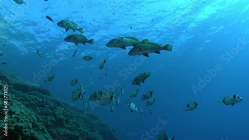 Wallpaper Mural Brown meagre fish shoal in shallow blue sea water Torontodigital.ca