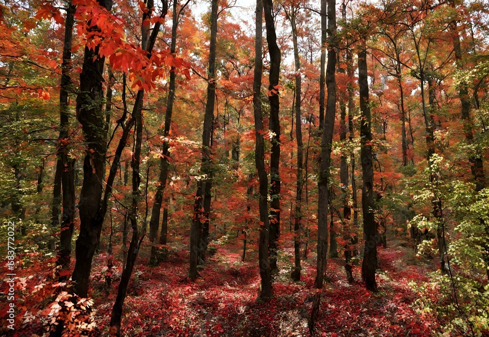 Obraz premium Crimson Canopy: Alabama's Talladega National Forest Fall Foliage.