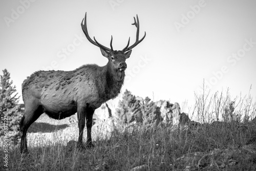 Elk in the wild © Normunds Bartkevics