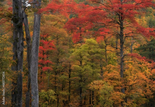 Crimson Canopy: Alabama's Talladega National Forest Fall Foliage. photo