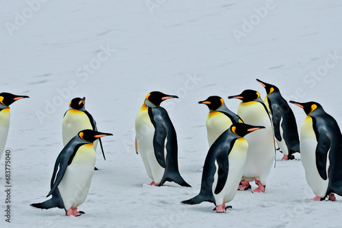 Penguins. Penguins on the iceberg behind the snow bank. In Antarctica. Penguin Awareness Day. January 20. 2024.