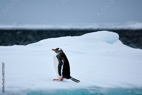 Penguins. Penguins on the iceberg behind the snow bank. In Antarctica. Penguin Awareness Day. January 20. 2024.