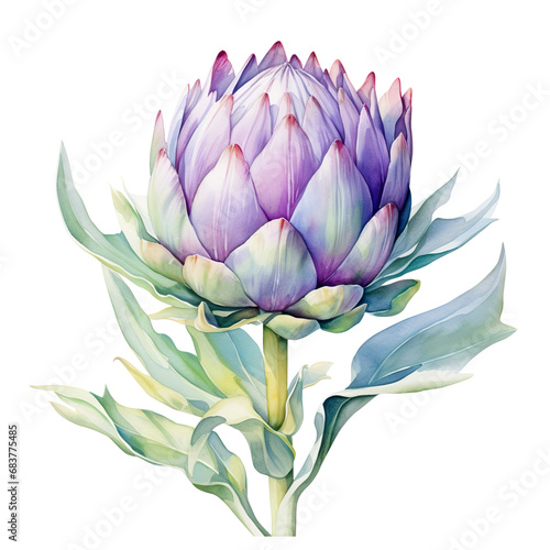 watercolour artichoke, png