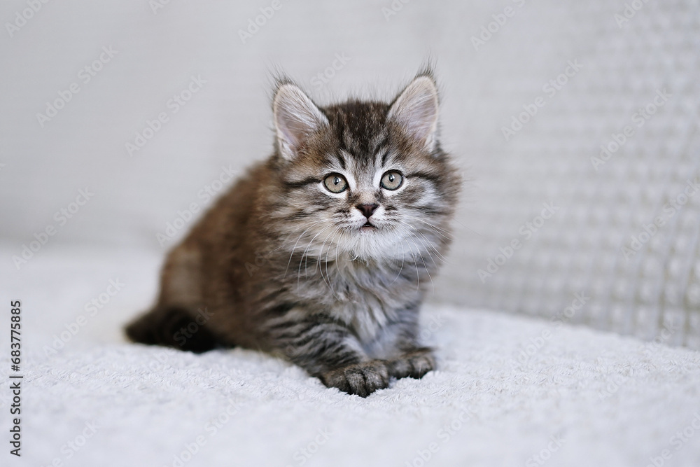 Small kitten on a grey blanket. Kitten two months old Small kitten on a grey blanket. Kitten two months old