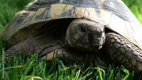 Eastern Hermann's tortoise, European terrestrial turtle, Testudo hermanni boettgeri, turtle on the lawn in nature
