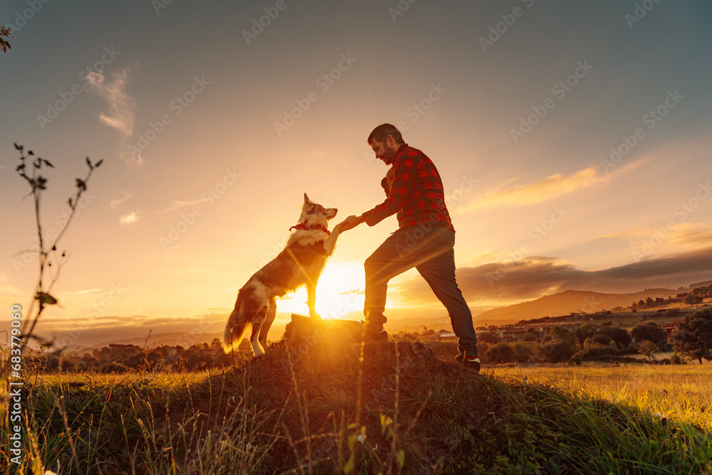 Border collie breed dog in the field giving his paw to his owner. Young man playing with his pet in the field at sunset - obrazy, fototapety, plakaty 