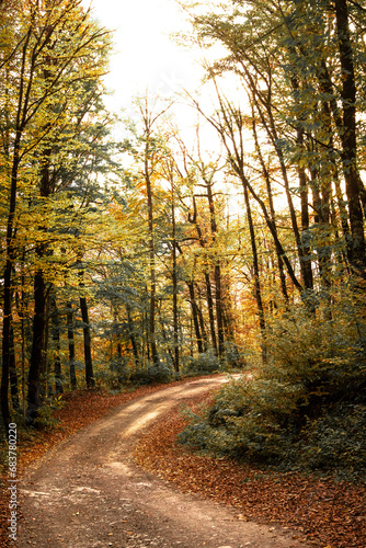 autumn in the forest yellow tree yellow forest yellow leaves  road on the forest